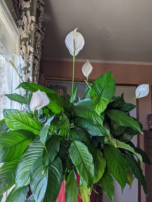Types of Peace Lily for indoor