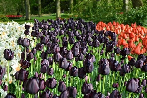 50 Best Black Flowers & Foliage Plants for the Garden - Newshub