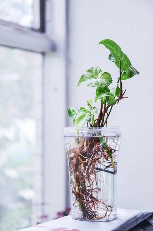 Plants You Can Start with One Cutting and a Glass of Water 8