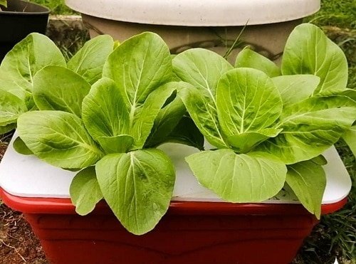Container Vegetables that Magically Regrow Themselves 6