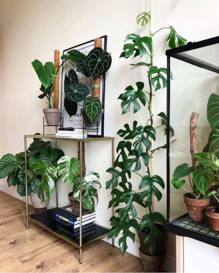 26 Indoor Climbers Pictures Inspiration for Houseplant Growers