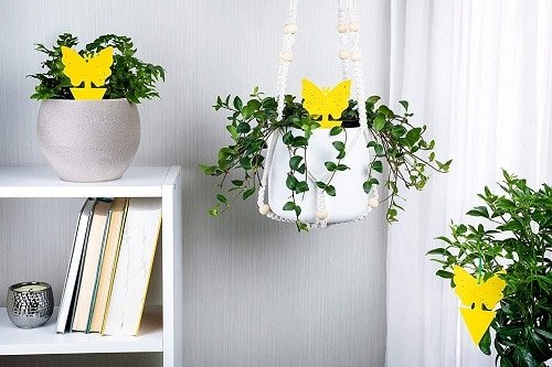 Things that'll Solve All Your Houseplant Problems