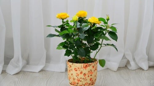 Pictures of Roses in Pots 6