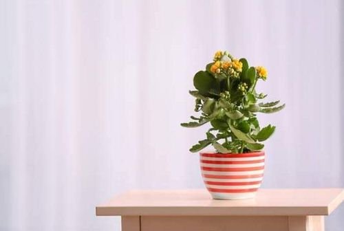 Pictures of the Best Small and Compact Houseplants 7