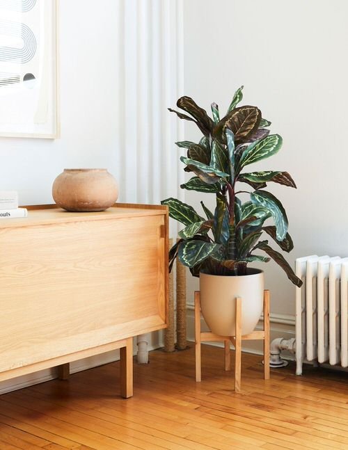 Houseplants that Look Best on Plant Stands 6
