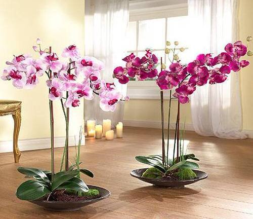 Best Indoor Plants for Living Rooms 7
