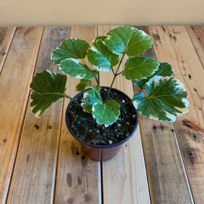 20 Most Beautiful Pictures of Aralia Houseplants | Balcony Garden Web