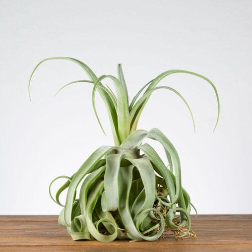 Most Resilient Houseplants 22