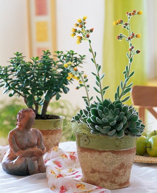 Pictures of the Best Small and Compact Houseplants 8