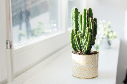 Different Types of Cactus Plants 7