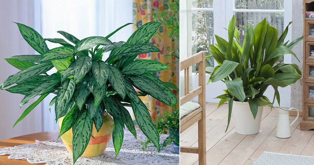 17 Houseplants You Can Borrow From Friends and Grow for Free