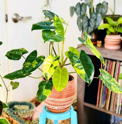 Exotic Philodendron Plants 9