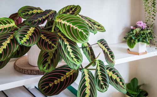 Best Indoor Plants for Living Rooms 9