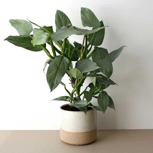 Exotic Philodendron Plants 73