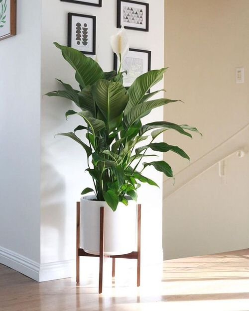 Houseplants that Look Best on Plant Stands 8