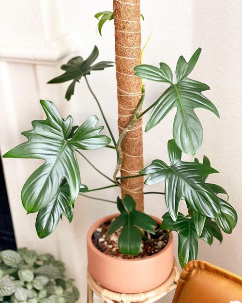 Magnificent Philodendrons You'll adore it completely 8