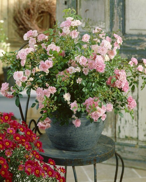 Pictures of Roses in Pots 7