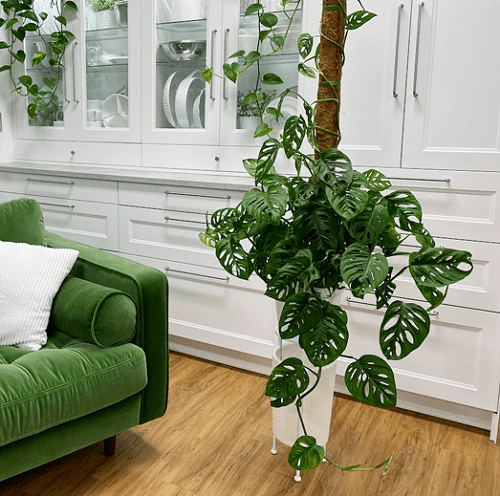 Best Indoor Plants for Living Rooms 10