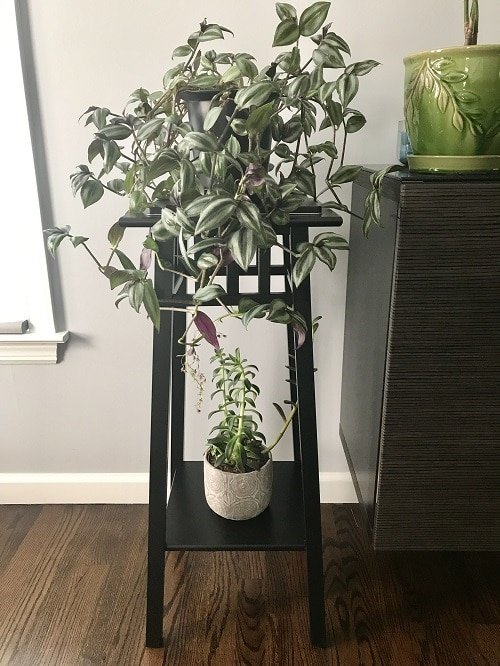 Grow Wandering Jew Indoors on a tall stool