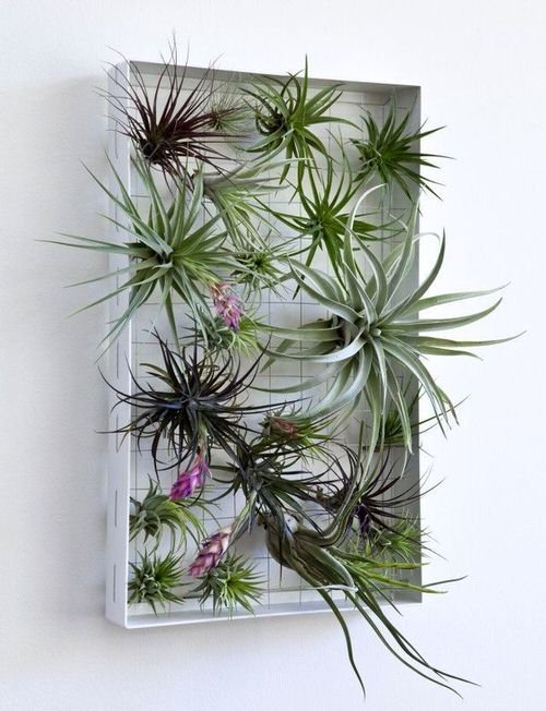 Mini Vertical Garden Ideas with Air Plants