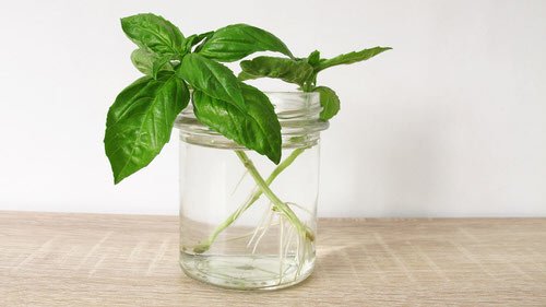 basil Herbs You Can Grow from Supermarket