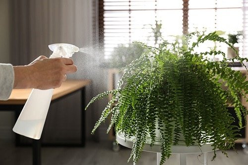 How to Keep your Ferns Lush and Beautiful 2