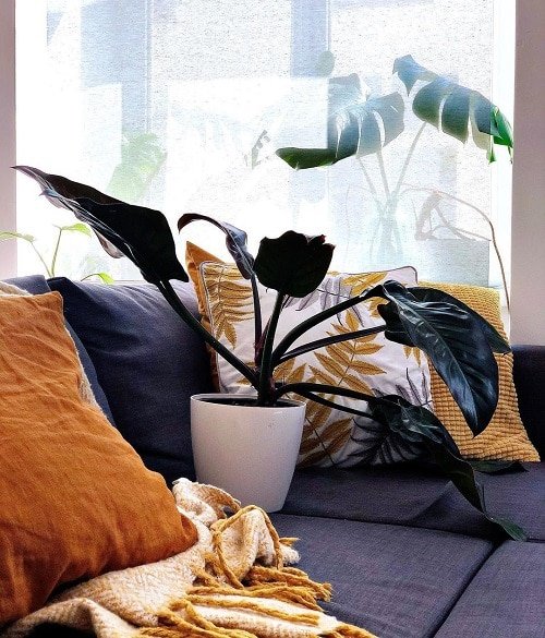 Exotic Philodendron Plants 10