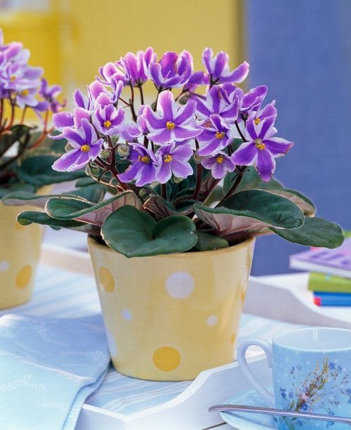 Pictures of the Best Small and Compact Houseplants 11