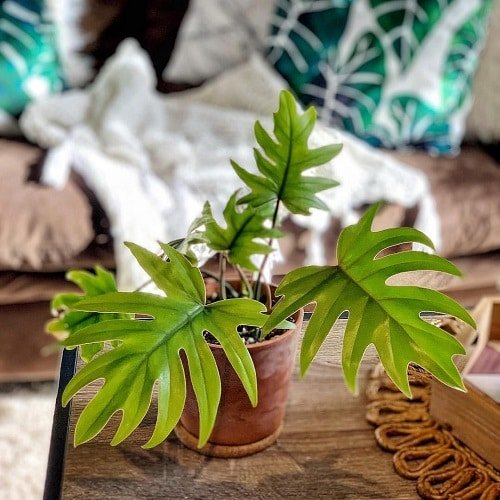 Exotic Philodendron Plants 70