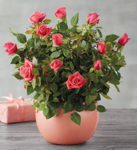 35 Mind Blowing Pictures of Roses in Pots | Balcony Garden Web