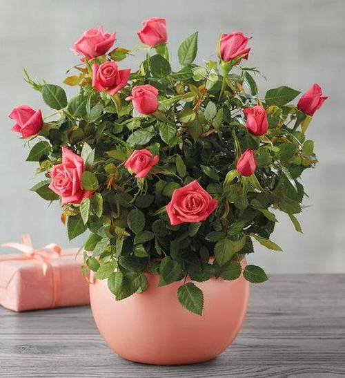 Pictures of Roses in Pots 9