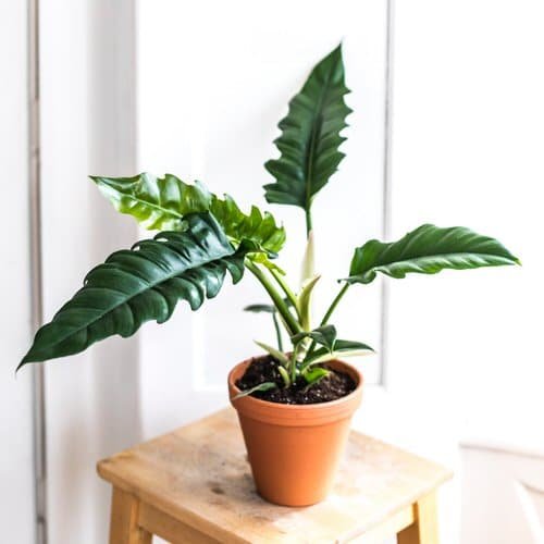 Exotic Philodendron Plants 55