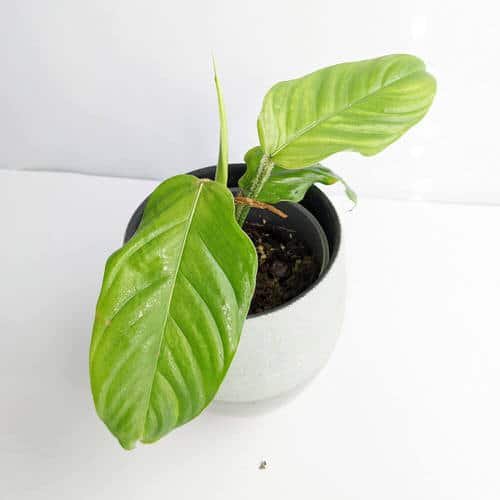 Exotic Philodendron Plants 52