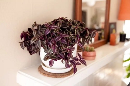 Best Indoor Plants for Living Rooms 13