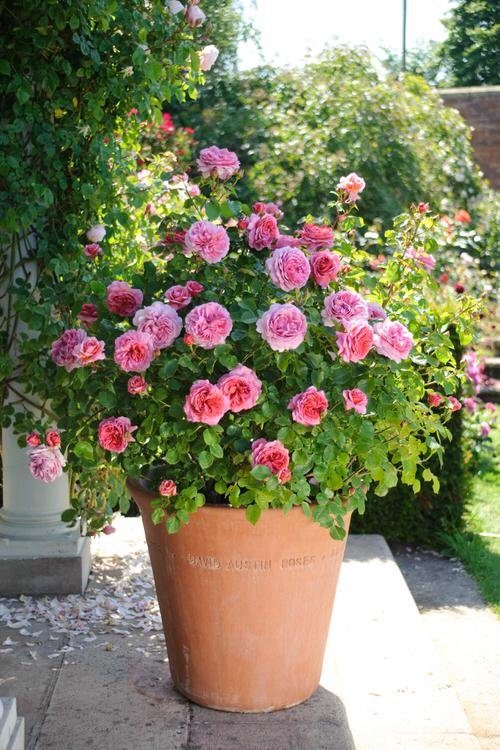 Pictures of Roses in Pots 10