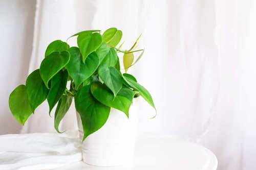 Pictures of the Best Small Houseplants 26