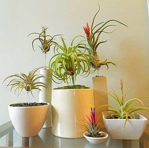 Best Indoor Plants for Living Rooms 15