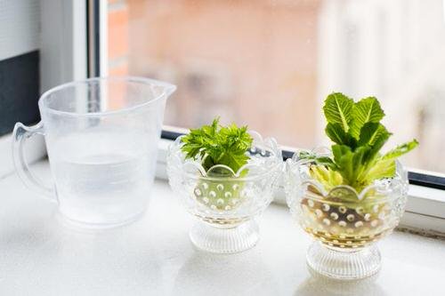 Herbs You Can Grow from Supermarket near window