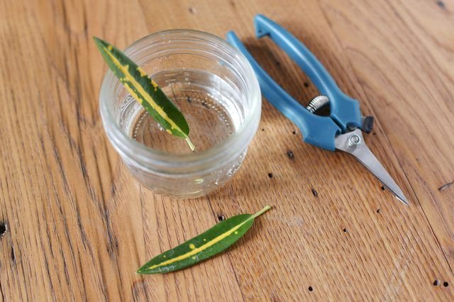 Plants You Can Start with One Cutting and a Glass of Water