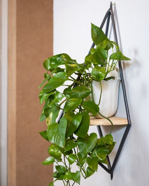 Best Indoor Plants for Living Rooms 2