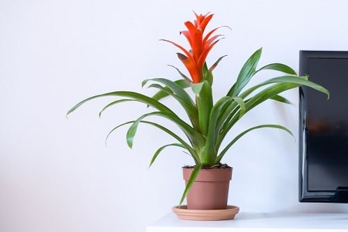 Best Indoor Plants for Living Rooms 19