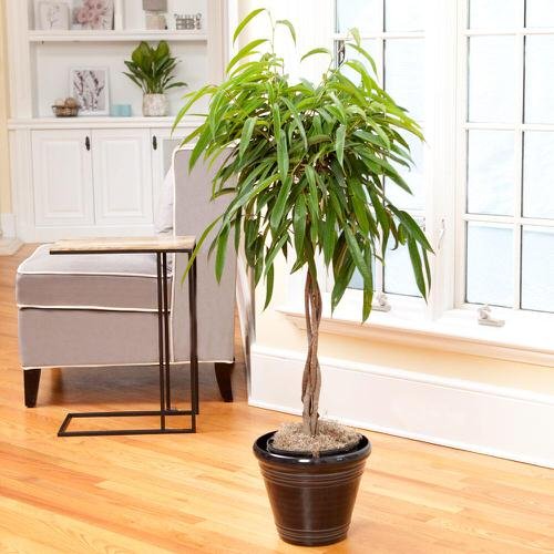 Best Indoor Plants for Living Rooms 20