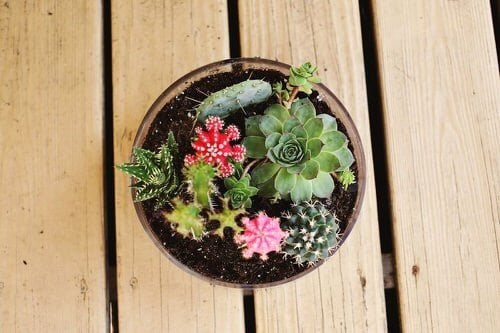 Smart Miniaturized Indoor Garden Projects 2