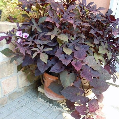 Best Purple Vines You Can Grow as Houseplants 2