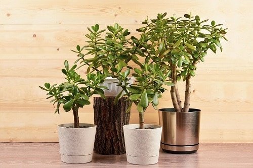 Jade Plant that Bring Wealth in Home
