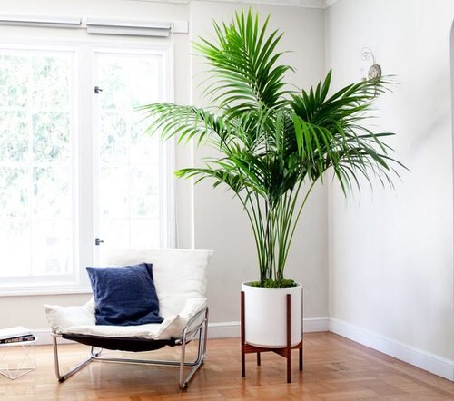 Best Indoor Plants for Living Rooms 22