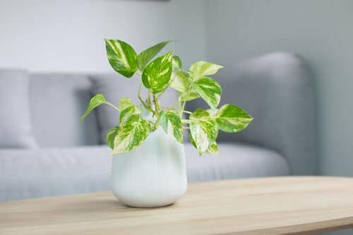 Pictures of the Best Small Houseplants 56