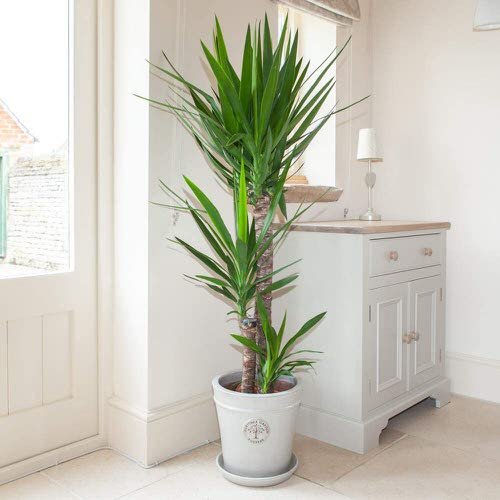 Best Indoor Plants for Living Rooms 25