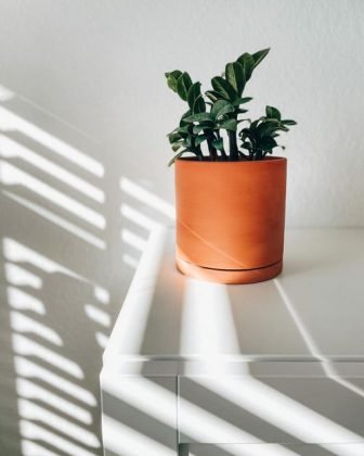 64 Awesome Pictures of the Best Small Houseplants | Balcony Garden Web