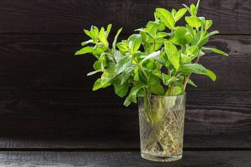 Mint Herbs You Can Grow from Supermarket